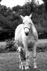Horse & Sheep Horse & Sheep