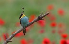 bee-eater