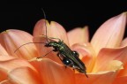 Oedemera nobilis