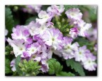 flowers flowers