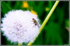 Mosca Mosca
