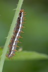 Brenthis daphne  Nymphalidae  (Bruco)