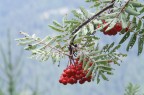 Sorbus aucuparia Sorbus aucuparia
