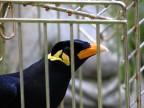 uccello uccello