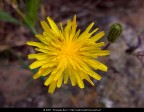 Raggi di fiore Raggi di fiore