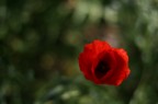 ROSSO.... ROSSO....