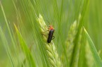 Rossonero nel verde Rossonero nel verde