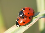 amori primaverili amori primaverili