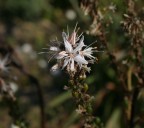 Fiore Fiore