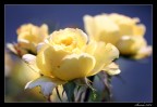Rosa gialla Rosa gialla