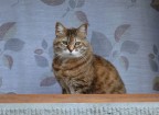 gatto gatto