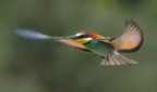 colori in volo colori in volo