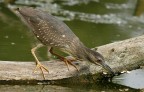 Renzo-Nitticora immatura Renzo-Nitticora immatura