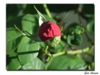 Rosa Rosa