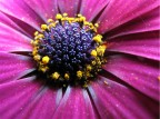 Violet Daisy Violet Daisy
