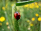 Little wet ladybug Little wet ladybug