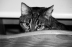 hp5+@800 (rodinal1+50 16min)
La mia gatta Rebecca.
