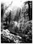 foresta_umbra 01 foresta_umbra 01