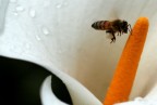 Ape che fa il peino su calla Ape che fa il peino su calla