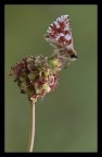 Spialia sertorius Spialia sertorius