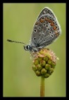 Fiore e farfalla Fiore e farfalla