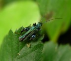 verde nel verde! verde nel verde!