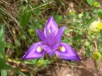 Triangolo Triangolo