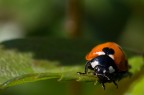 Coccinella in posa Coccinella in posa