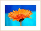 Gerbera Gerbera