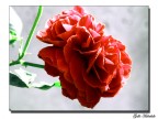 Rosa sbocciata Rosa sbocciata