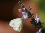Farfalla