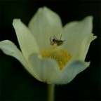 ragno in sospensione