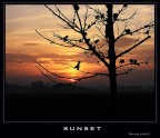 Tree-monto silhouette Tree-monto silhouette
