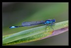 damigella blu damigella blu