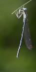 Libellula Libellula
