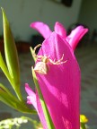 rosa... rosa...