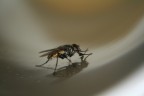 mosca nella tazza