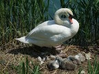 Cigno con prole... Cigno con prole...