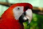 pappagallo ROSSO pappagallo ROSSO