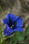 genziana2 genziana2
