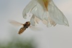 Volando... Volando...