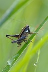 Tettigoniidae Pholidoptera fallax femmina Tettigoniidae Pholidoptera fallax femmina