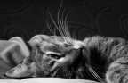 non disturbare non disturbare