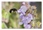 Nella Salvia 1