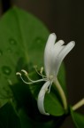 semplicemente fiore semplicemente fiore