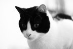 Miao Miao
