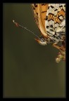 Melitaea cinxia