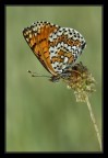 Melitaea cinxia all'alba.