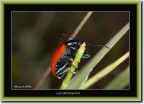 "Ladybeetle@four" "Ladybeetle@four"