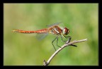 dragonfly in red dragonfly in red